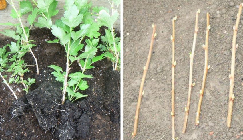 Посадковий матеріал Посадковий матеріал