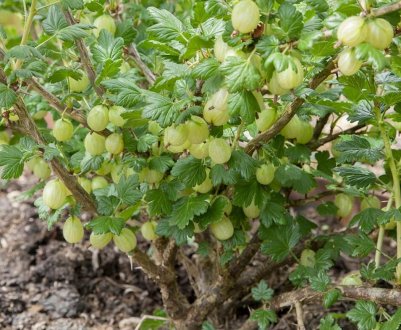 Догляд та підживлення агрусу навесні: терміни підживлення й обробки, способи і методи