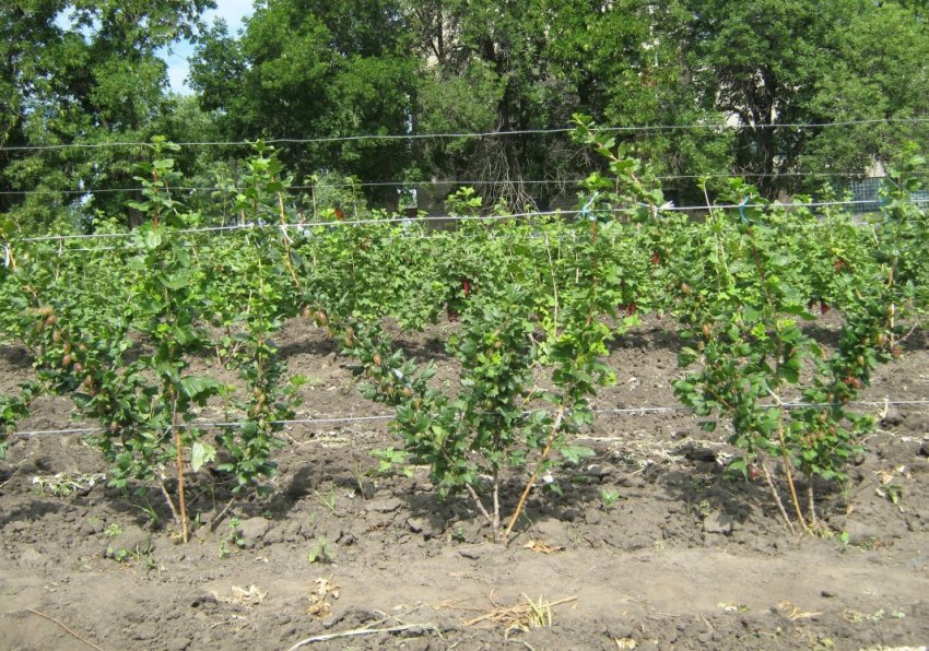 Шпалера для аґрусу