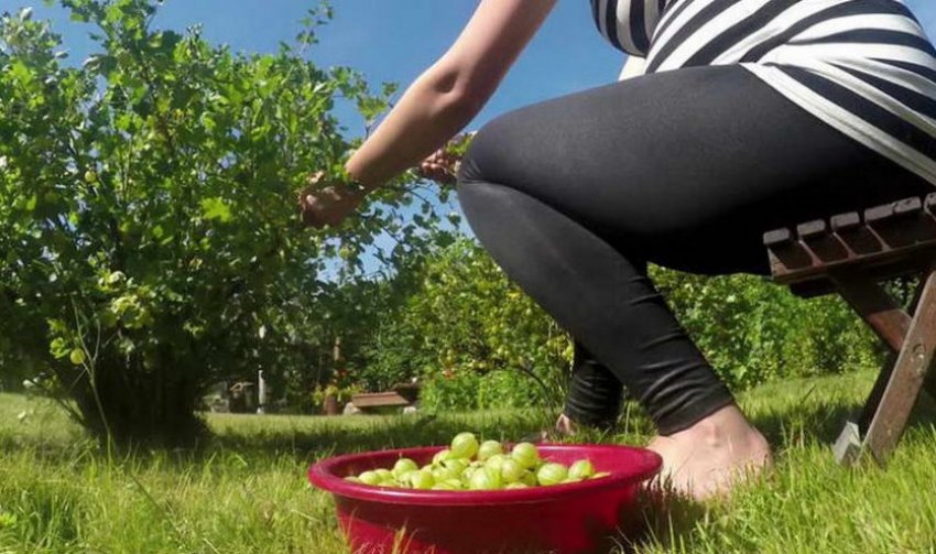 Збирання врожаю агрусу