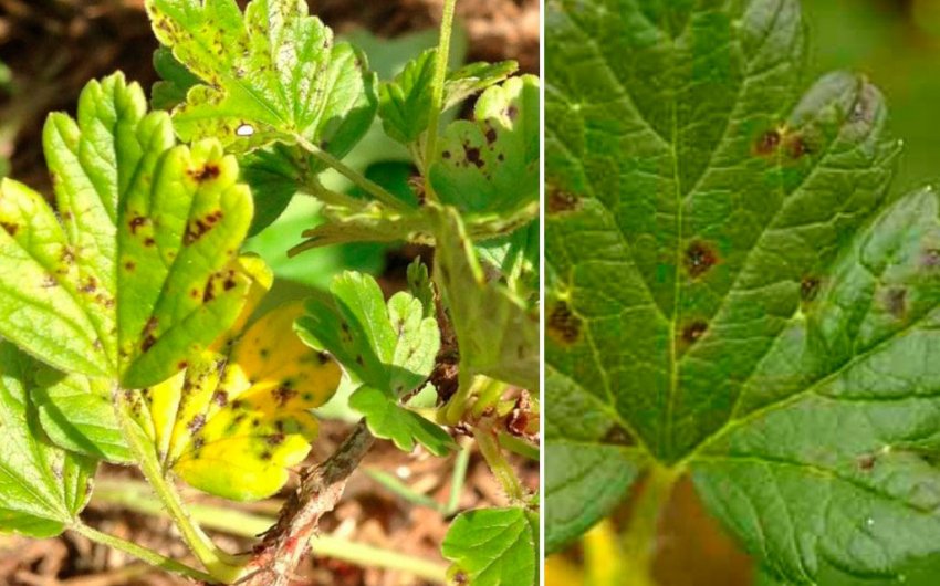 Антракноз агрусу