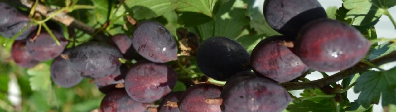 Агрус Грушенька: характеристика, особливості вирощування і розмноження