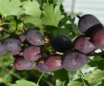 Агрус Грушенька: характеристика, особливості вирощування і розмноження