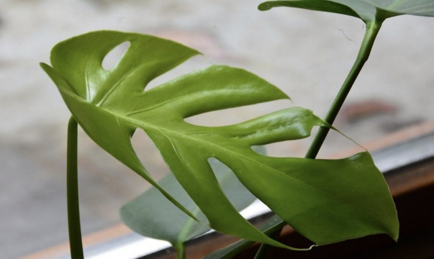 Монстера Монстера