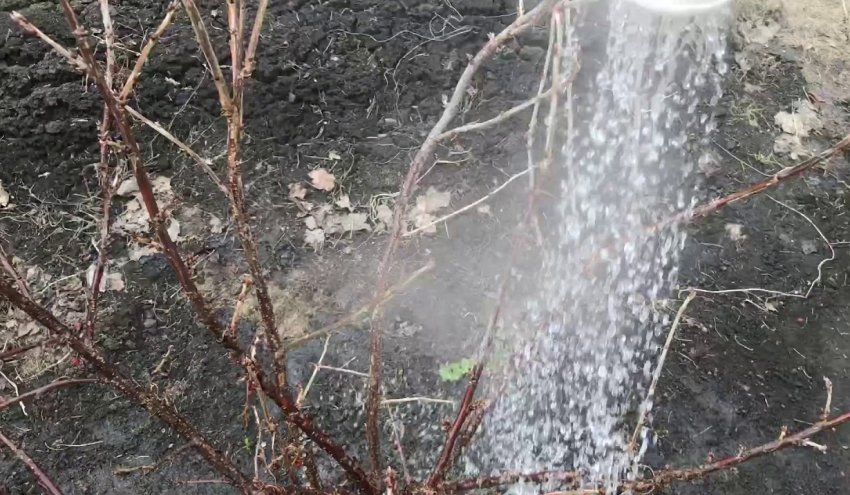 Обробка агрусу окропом