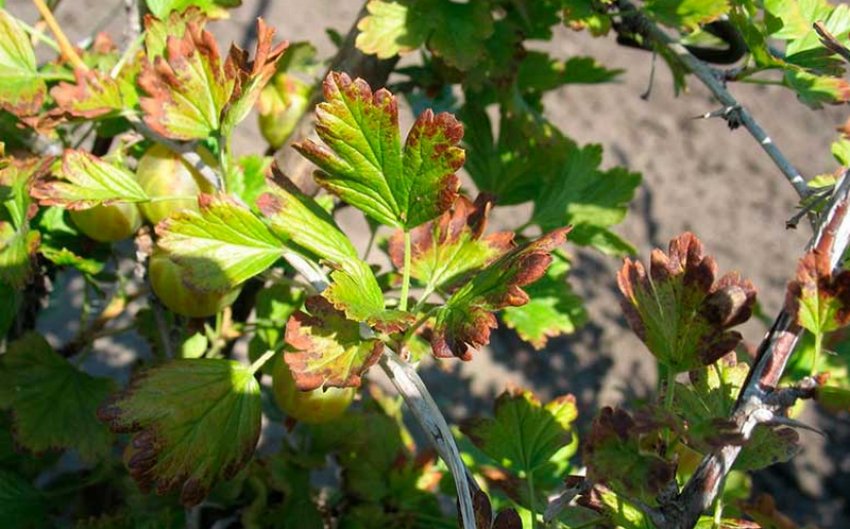 Антракноз агрусу
