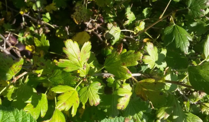 Септоріоз агрусу