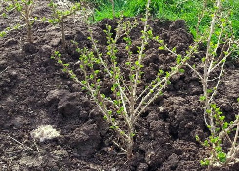 Весняна обробка агрусу окропом: чи можна, плюси і мінуси