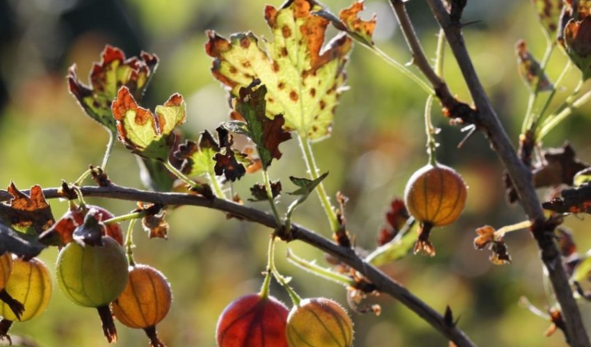 Іржа агрусу