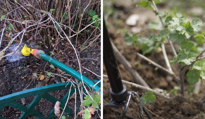 Полив і розпушування грунту під аґрусом