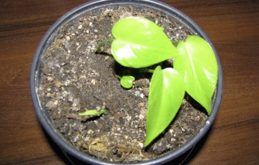 Монстера Монстера