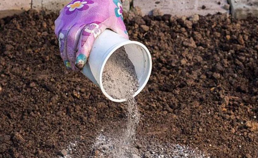 Підживлення деревною золою