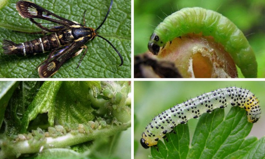 Шкідники агрусу