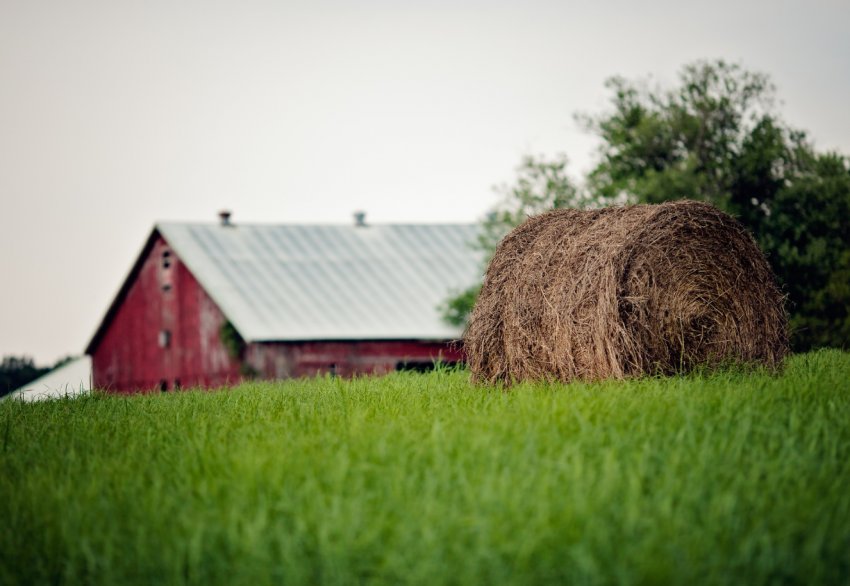 FAO підтримає 100 000 фермерських господарств в Нігерії