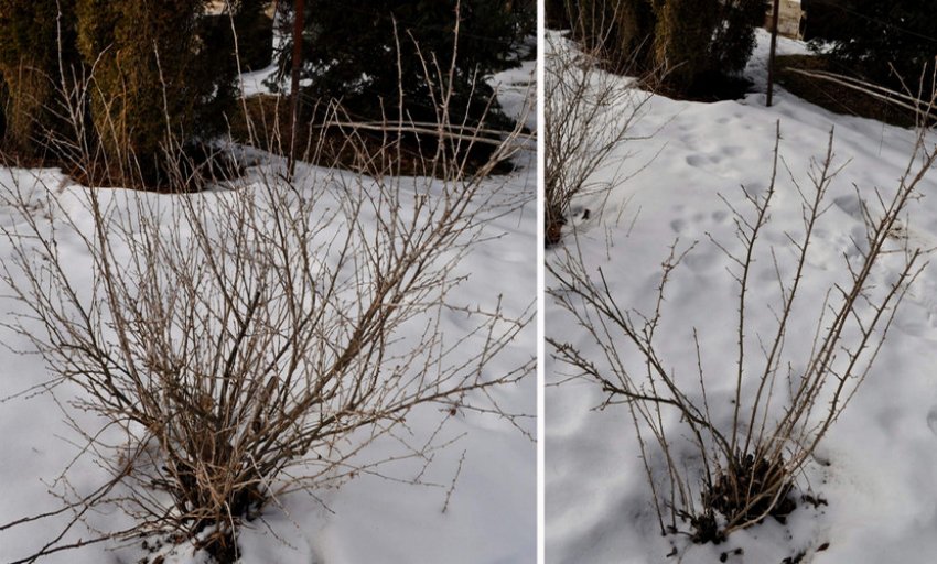 Зимівля агрусу