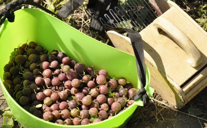 Збір агрусу