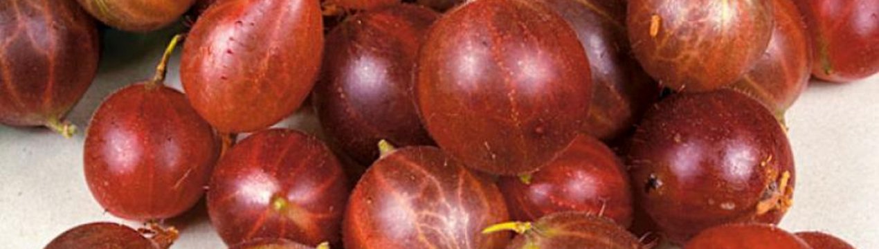 Крыжовник красноплодный Олави: внешний вид, выращивание