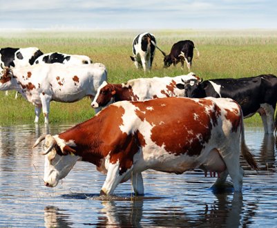 Як зробити поїлки для ВРХ своїми руками