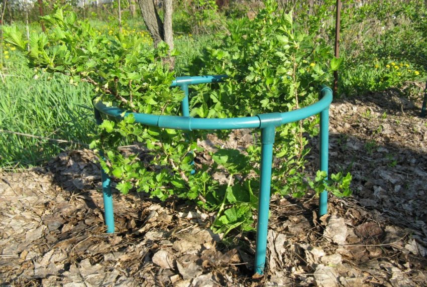 Огорожу для аґрусу