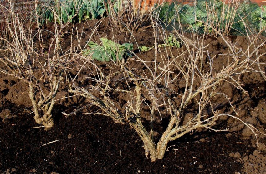 Мульчування агрусу на зиму