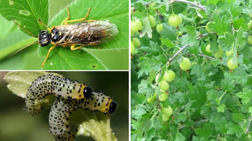 Пильщик на аґрусі