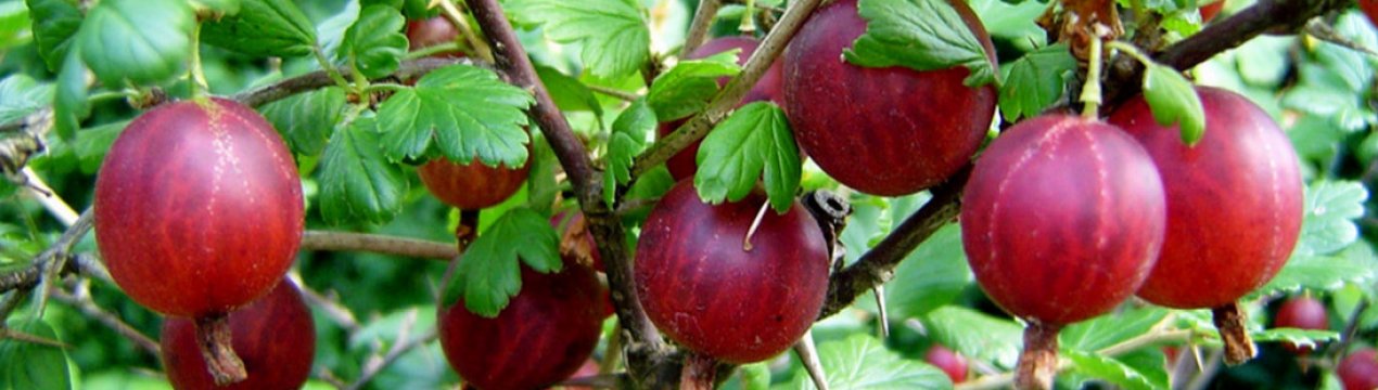 Осінній догляд за агрусом і підготовка до зимівлі: поради