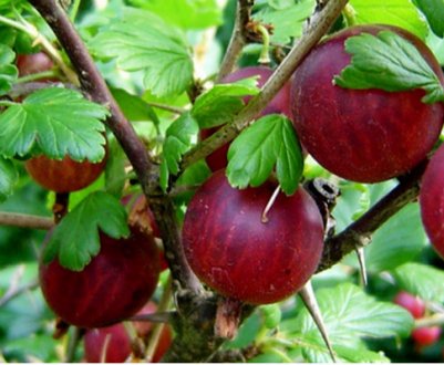 Осінній догляд за агрусом і підготовка до зимівлі: поради