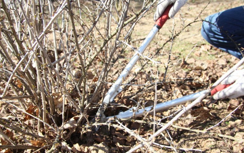 Санітарна обрізка