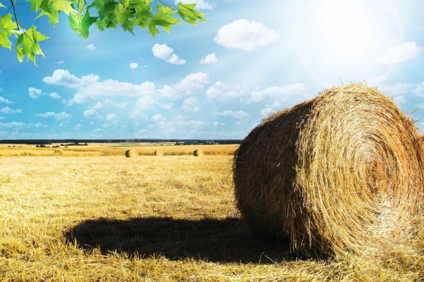 #FarmMyFood: сотні підлітків дізнаються про сільському господарстві #FarmMyFood: сотні підлітків дізнаються про сільському господарстві