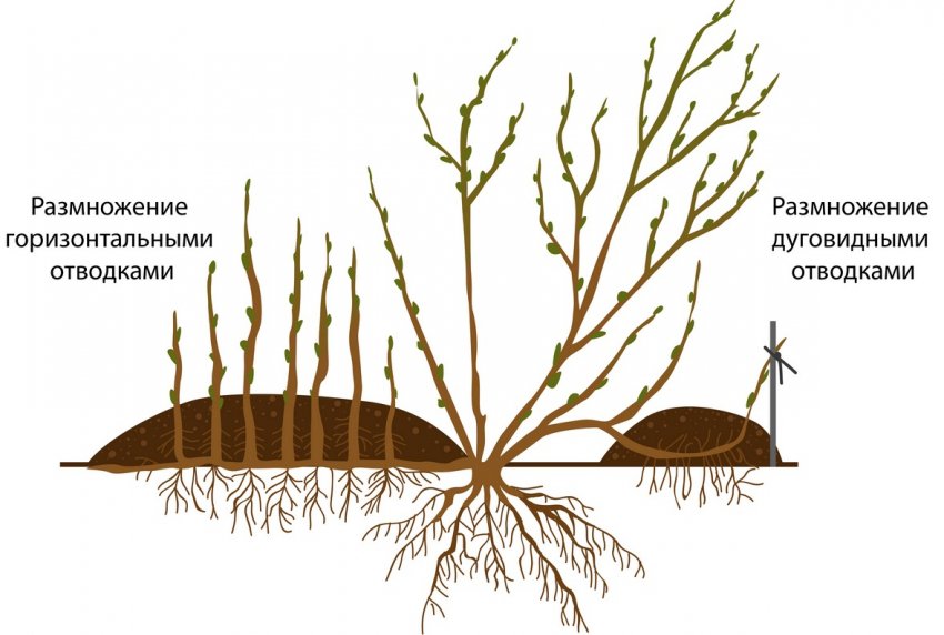 Розмноження аґрусу