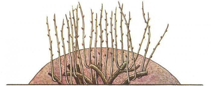 Вертикальні відсадки від куща агрусу