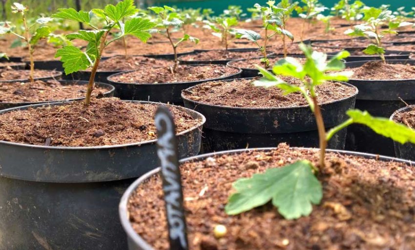 Розмноження аґрусу зеленими живцями