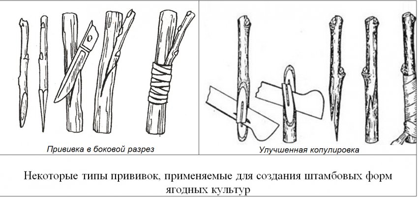 Способи щеплення агрусу