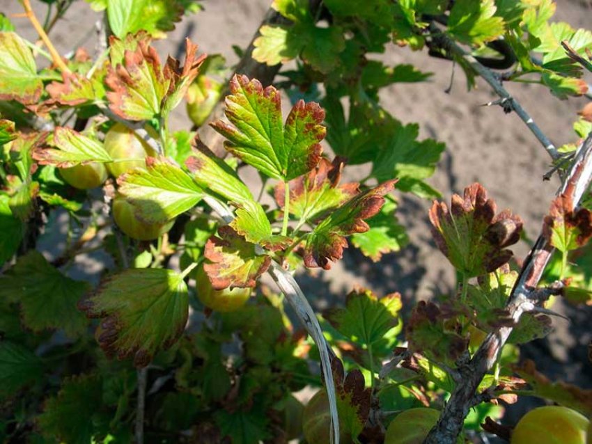 Антракноз агрусу