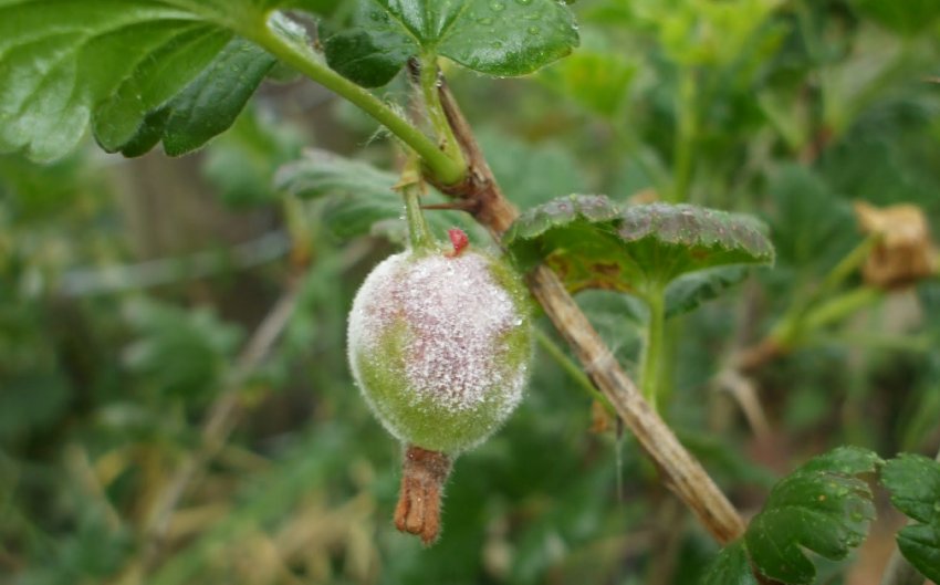 Борошниста роса на аґрусі