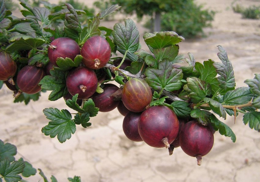 Агрус сорти Маяк