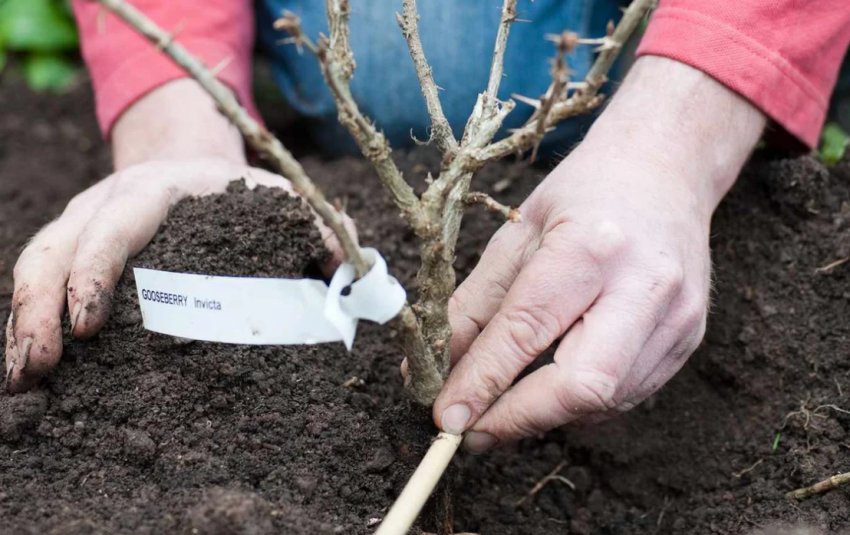 Посадка агрусу