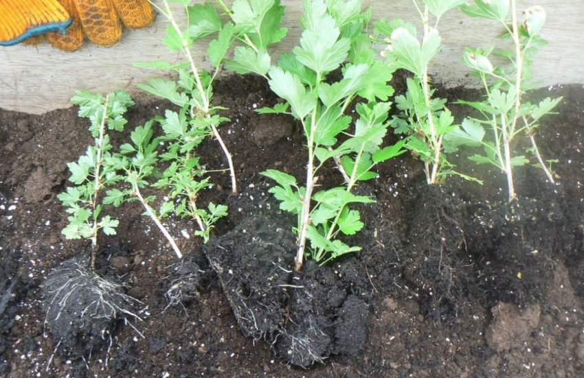 Саджанці агрусу