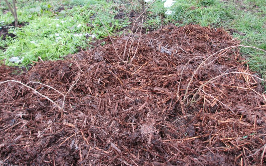 Замульчувати на зиму кущі аґрусу