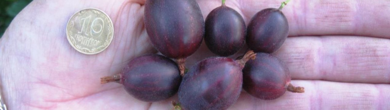 Агрус Орлятко: характеристика, особливості вирощування і розмноження