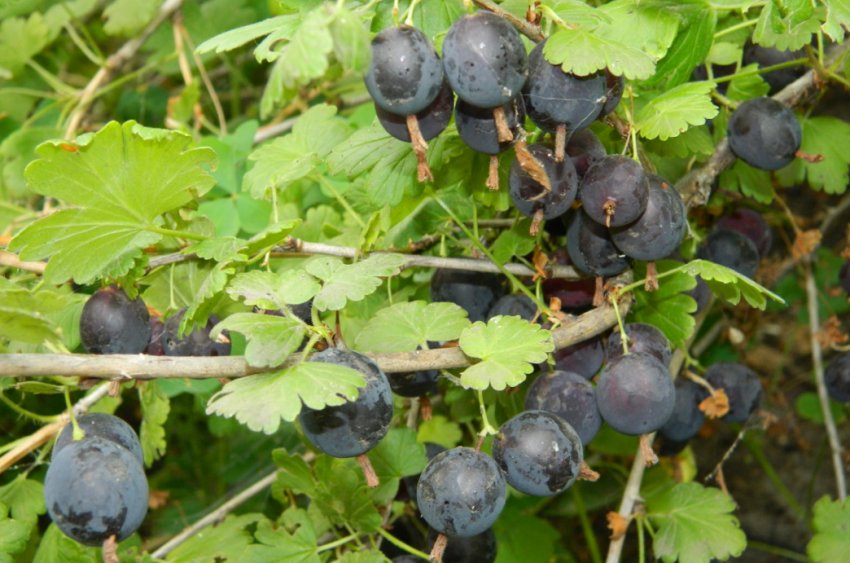 Агрус сорти Орлятко