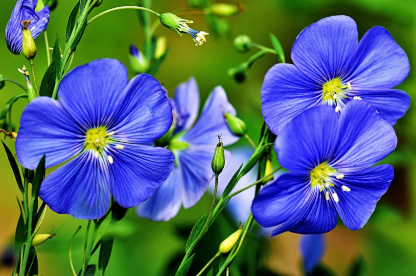 Ярославські аграрії будуть підвищувати родючість землі і розвивати культивацію льону Ярославські аграрії будуть підвищувати родючість землі і розвивати культивацію льону