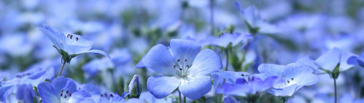 Ярославські аграрії будуть підвищувати родючість землі і розвивати культивацію льону