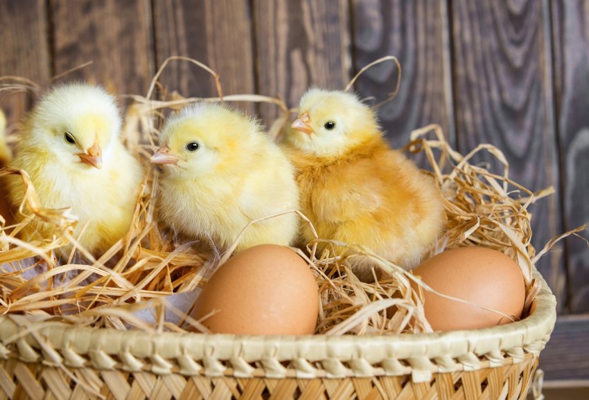 В Північну столицю прибув чартерний рейс з німецькими курчатами