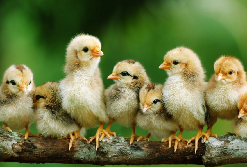 В Північну столицю прибув чартерний рейс з німецькими курчатами