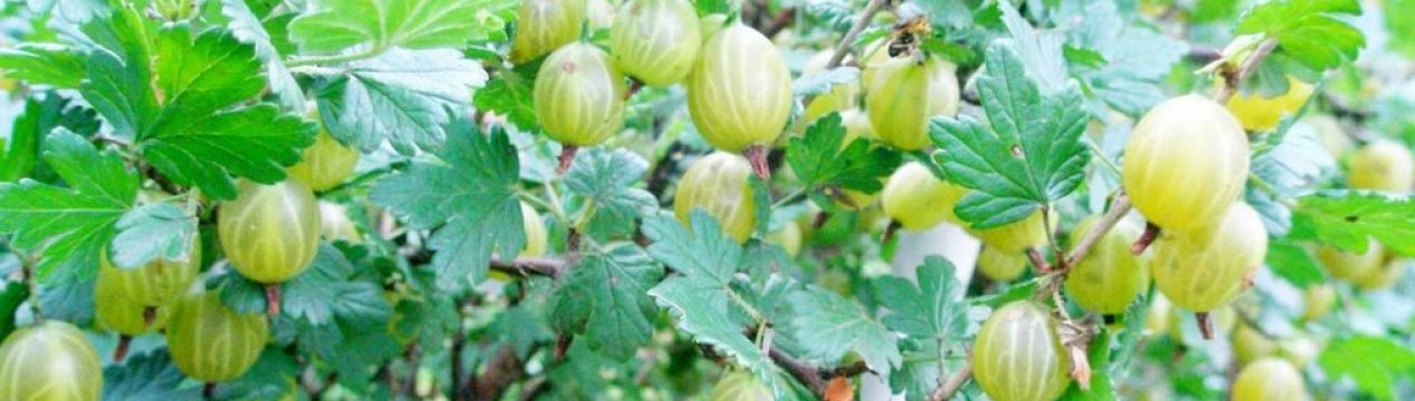 Агрус Ніжний: характеристика, особливості вирощування і розмноження