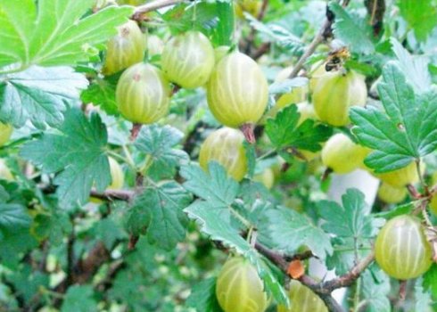 Крыжовник Нежный: характеристика, особенности выращивания и размножения