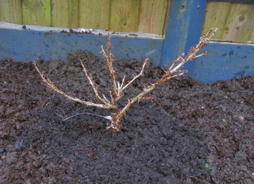 Посадка агрусу