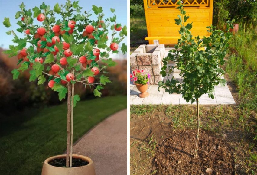 Штамбовий аґрус