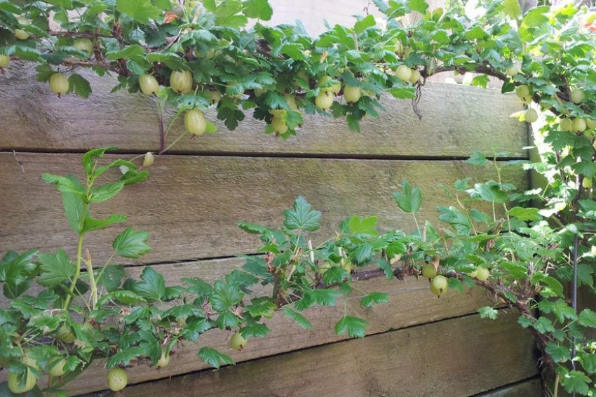 Аґрус на шпалері